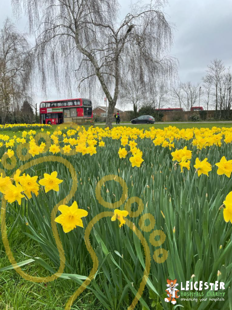 A photo of daffodils