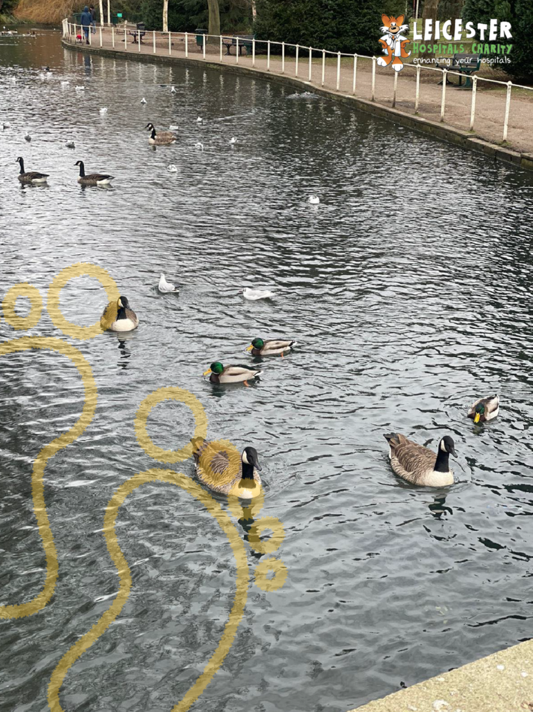 A photo of ducks