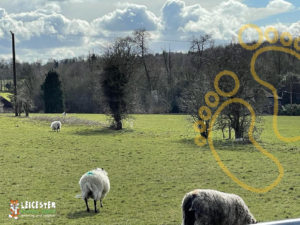 A photo of sheep